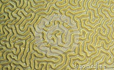 Brain coral Stock Photo