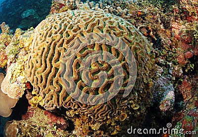 Brain coral Stock Photo