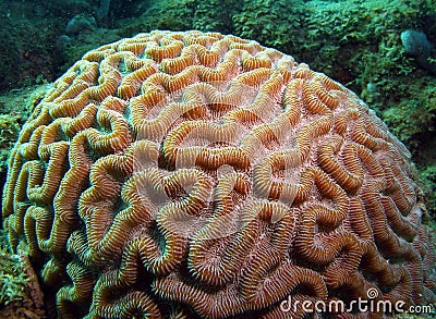 Brain Coral Stock Photo