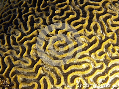 Brain Coral detail Stock Photo