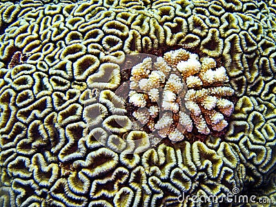 Brain coral, scuba diving in Egypt Stock Photo