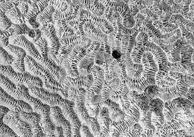 Brain coral pattern Stock Photo