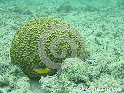 coral reef Stock Photo