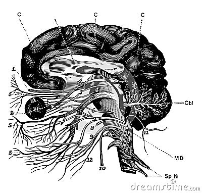 Brain and Cranial Nerves, vintage illustration Vector Illustration