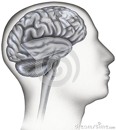 Brain - Dyslexia, Areas Involved Highlighted Stock Photo