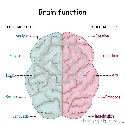 Brain function. left analytical and right creative of Cerebral hemispheres Vector Illustration