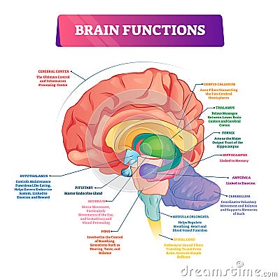 Brain functions vector illustration. Labeled explanation organ parts scheme Vector Illustration