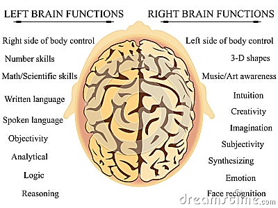 Brain hemisphere functions Vector Illustration