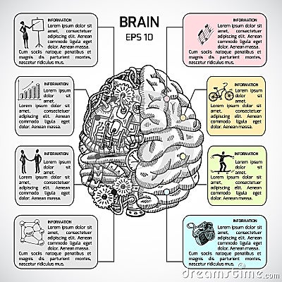 Brain hemispheres sketch infographic Vector Illustration