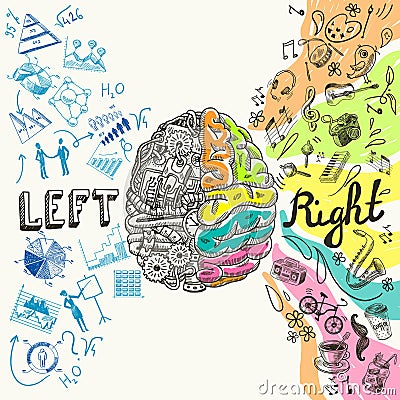 Brain hemispheres sketch Vector Illustration