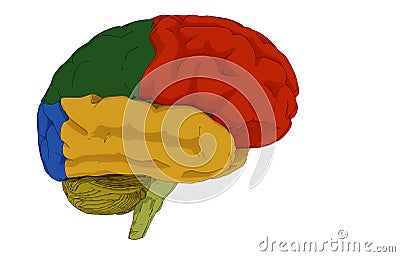 Brain illustration and colored areas Cartoon Illustration