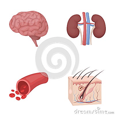 Brain, kidney, blood vessel, skin. Organs set collection icons in cartoon style vector symbol stock illustration web. Vector Illustration