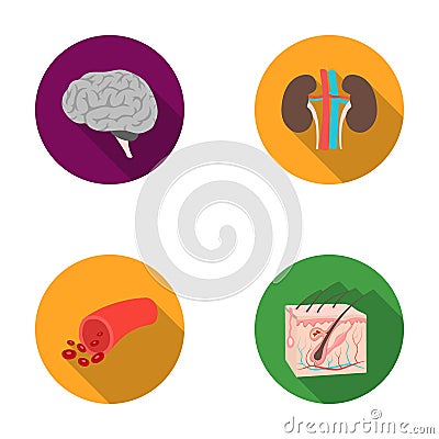 Brain, kidney, blood vessel, skin. Organs set collection icons in flat style vector symbol stock illustration web. Vector Illustration