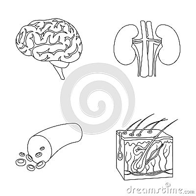 Brain, kidney, blood vessel, skin. Organs set collection icons in outline style vector symbol stock illustration web. Vector Illustration