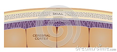 Brain layer / human organ and anatomy concept Vector Illustration