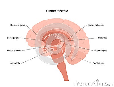Brain limbic system Vector Illustration