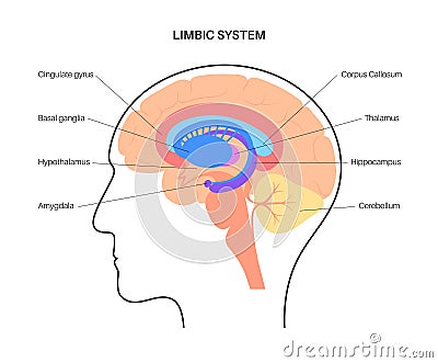 Brain limbic system Vector Illustration