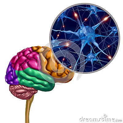 Brain Lobe Active Neurons Cartoon Illustration