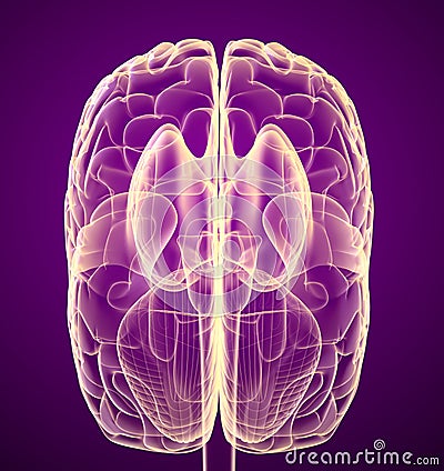 Brain lobe and cerebellum, on white. Cartoon Illustration