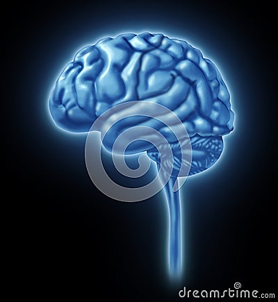 Brain lobe sections divisions of mental neurologic Stock Photo