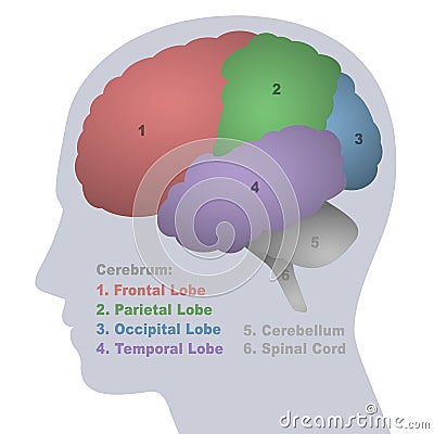 Brain Lobes Anatomical Regions Vertebrate Parts Vector Illustration