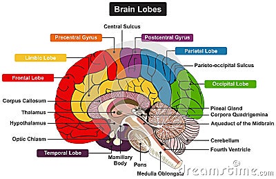 Brain lobes anatomy infographic diagram Vector Illustration