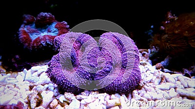 Brain LPS Coral, Lobophyllia hemprichii Stock Photo