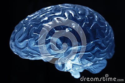 Brain model Stock Photo