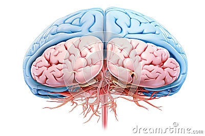 Brain Neurons send signals via axons & dendrites, creating synapses. Neurotransmitters aid mind neuro communication. Ion channels. Cartoon Illustration