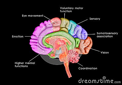 Brain parts Stock Photo