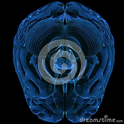 Brain rendered in 3D Stock Photo