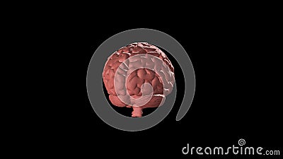 Brain Rotating Around on Black Background. 3D Rendered Looping Animation Stock Footage - Video of cerebellum, body: 127122962 Brain Rotating Around on Black Background. 3D Rendered Looping Animation Stock Footage - Video of cerebellum, body: 127122962