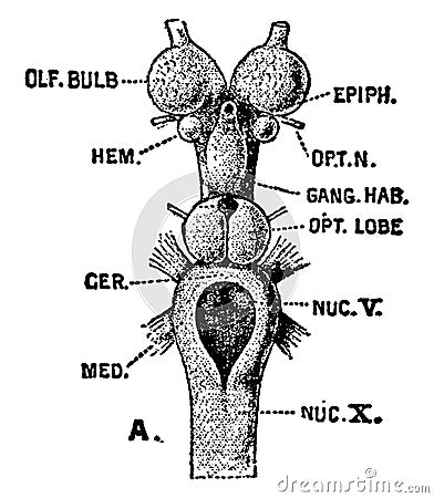 Brain of Sea Lamprey, vintage illustration Vector Illustration