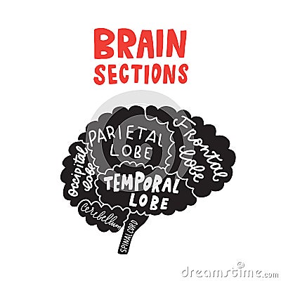 Brain sections. Funny typographic poster. Vector design. Vector Illustration