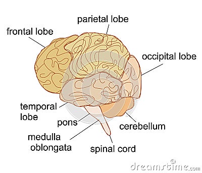 Brain sections Cartoon Illustration