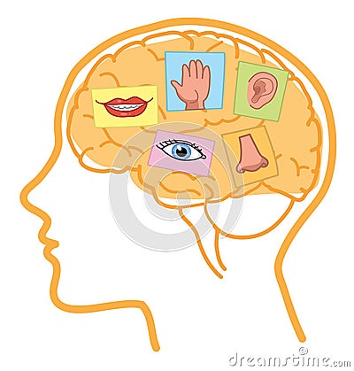 Brain 5 senses Vector Illustration
