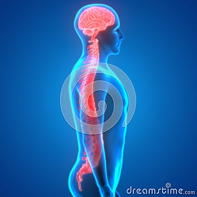 Brain With Spinal Cord Anatomy Stock Photo