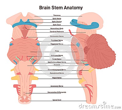 Brain stem anatomical structure. Biological sections of posterior Vector Illustration