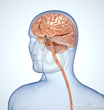 The brain in the transparent head Stock Photo