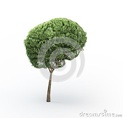 Brain tree Stock Photo