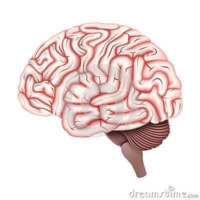 Brain vector design. Realistic anatomy pictures. Human body internal organs. 3d vector illustration Vector Illustration