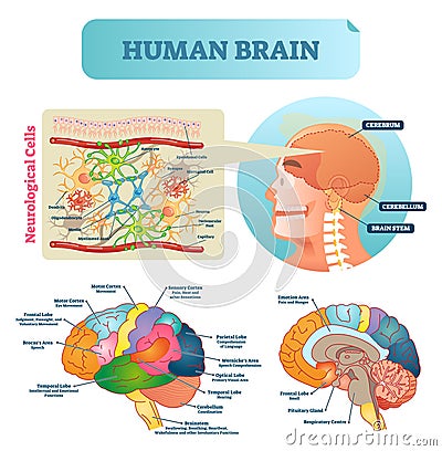 Brain vector illustration. Medical educational scheme with neurological cells. Silhouette with cerebrum, stem, cortex and lobe. Vector Illustration
