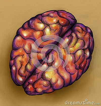 Brains - top view Stock Photo