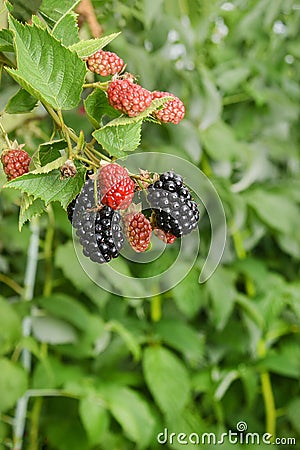 Bramble berry bush with black ripe berries closeup. The concept Stock Photo