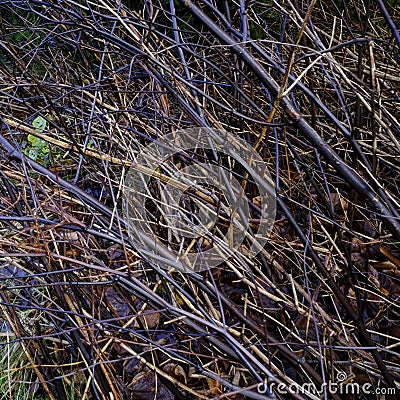 brambles decayed Stock Photo