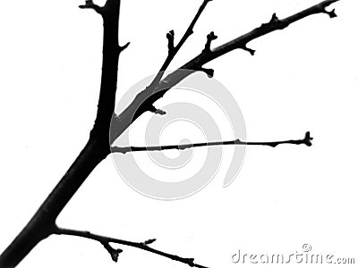 Branch Stock Photo