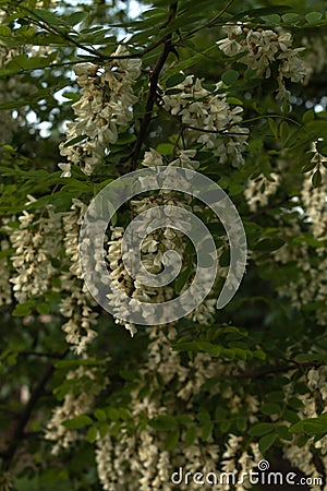 A branch of acacia is lushly strewn with clusters of light flowers in the garden Stock Photo