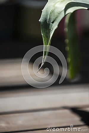 Branch of an aloe plant with large spikes Stock Photo