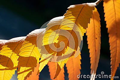 Branch of amazing yellow-red autumn exotic leaves closeup Stock Photo