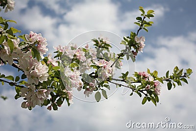 A branch of Apple blossoms on a background of the spring sky Stock Photo